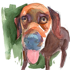 Pet Portrait, whimsy, art, sketch, paint, painting, watercolor, watercolor artist, unique, color, gestural, likeness, portrait, portraiture, pet
