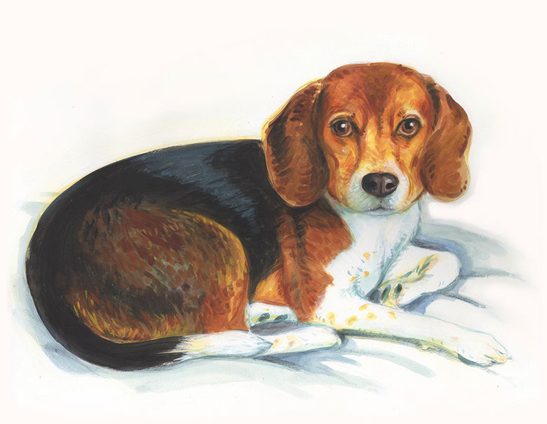 Beagle, Pet Portrait, whimsy, art, sketch, paint, painting, watercolor, watercolor artist, unique,  likeness, portrait, portraiture, pet