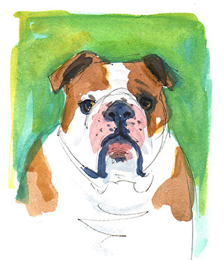 Bulldog, Pet Portrait, pet portrait photography, colored pencil pet portraits, paint my pet portrait, commissioned pet portraits, pet portrait